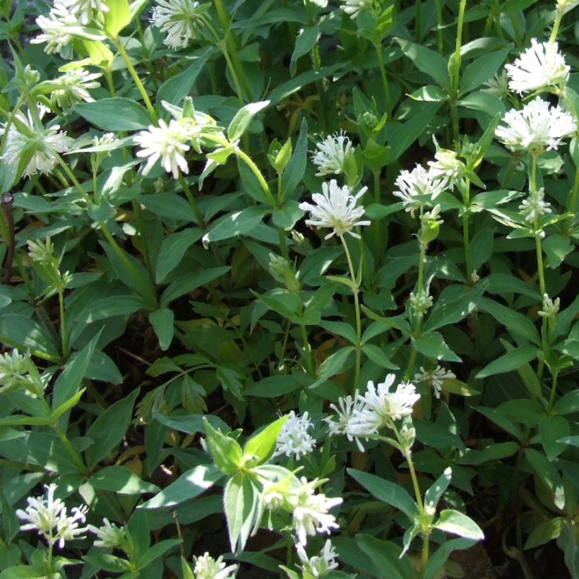 Asperula taurina - Turiner Meister (Plant habit)