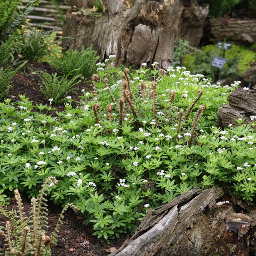 Waldmeister - Galium odoratum (Plant habit)