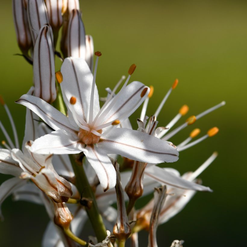 Asphodelus ramosus - Ästiger Affodill (Flowering)