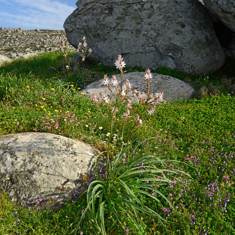 Asphodelus ramosus - Ästiger Affodill (Plant habit)