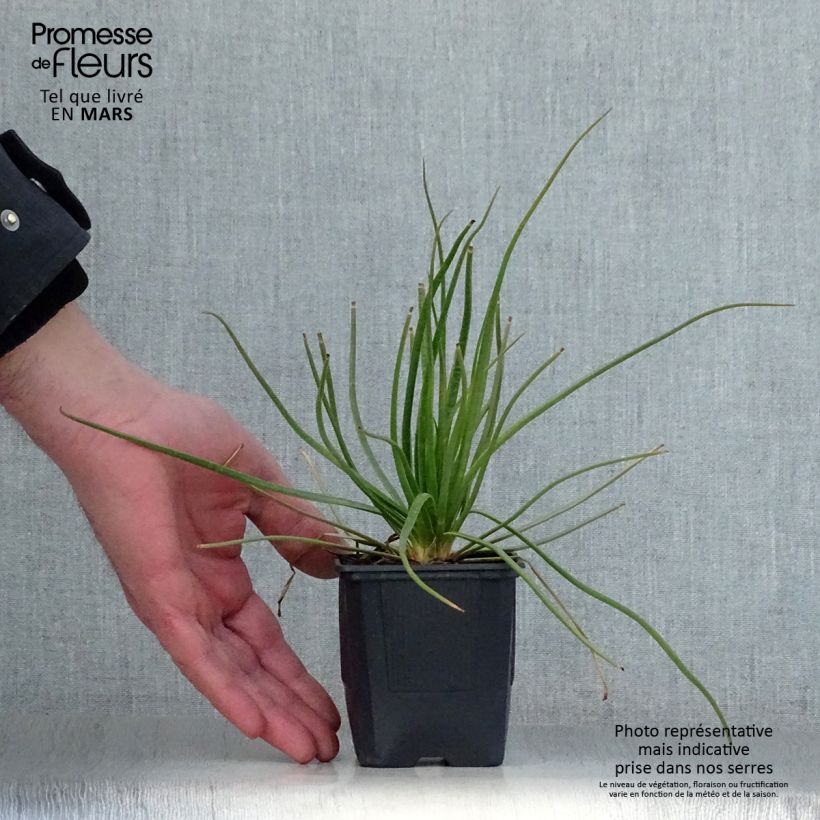 Exemplar von Asphodelus albus - Weißer Affodill Kleine Töpfe von 8/9 cm wie im Frühjahr geliefert