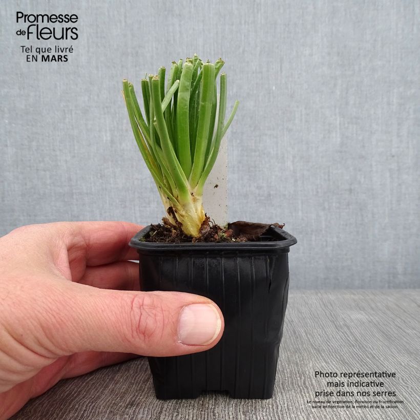 Example of Asphodelus albus - Weißer Affodill Kleine Töpfe von 8/9 cm as you get in hiver