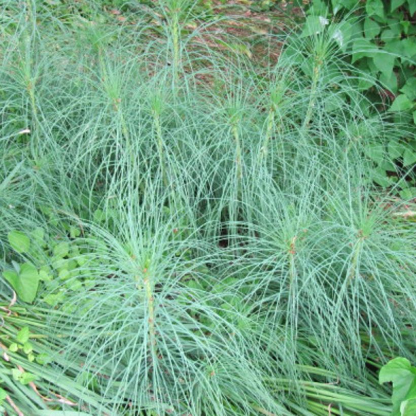 Asphodeline liburnica - Liburnischer Affodill (Foliage)