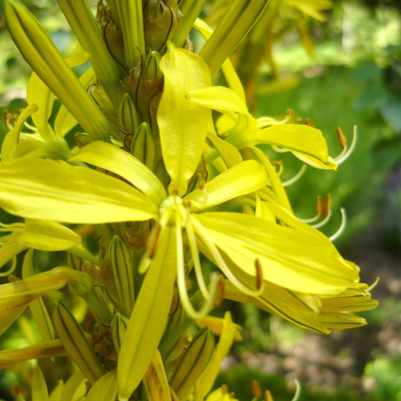 Asphodeline liburnica - Liburnischer Affodill (Flowering)
