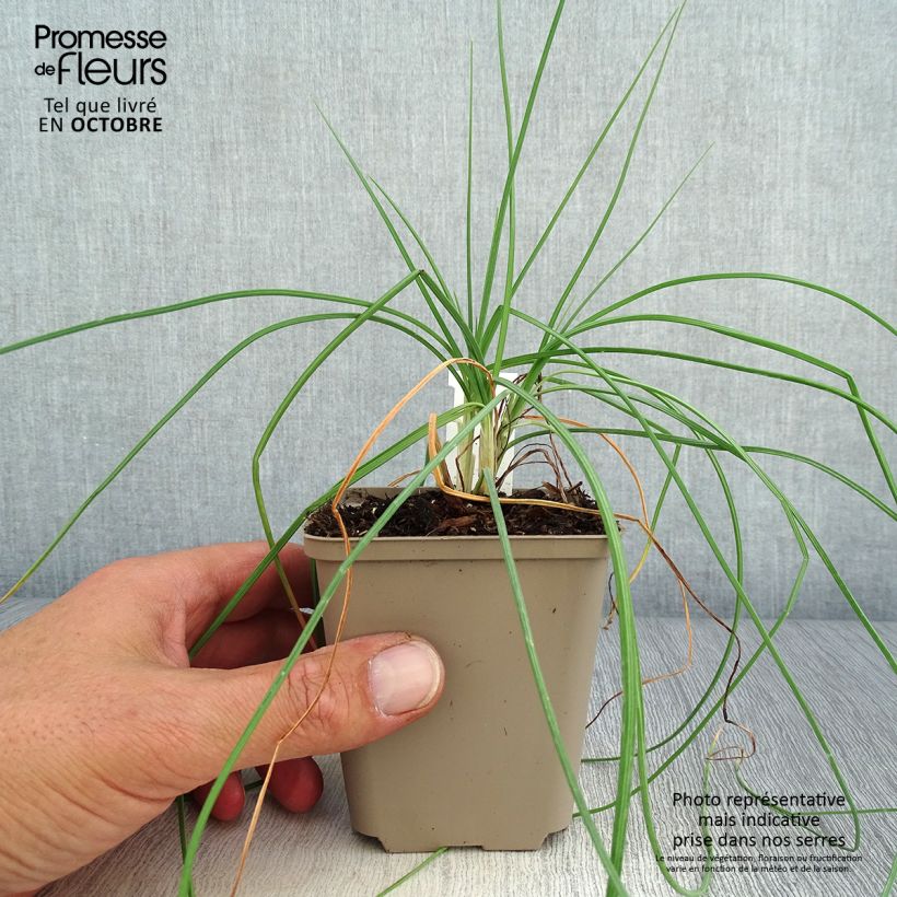 Example of Asphodeline liburnica - Liburnischer Affodill Kleine Töpfe von 8/9 cm as you get in automne