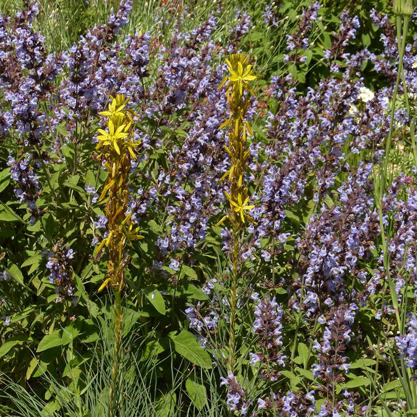Asphodeline liburnica - Liburnischer Affodill (Plant habit)
