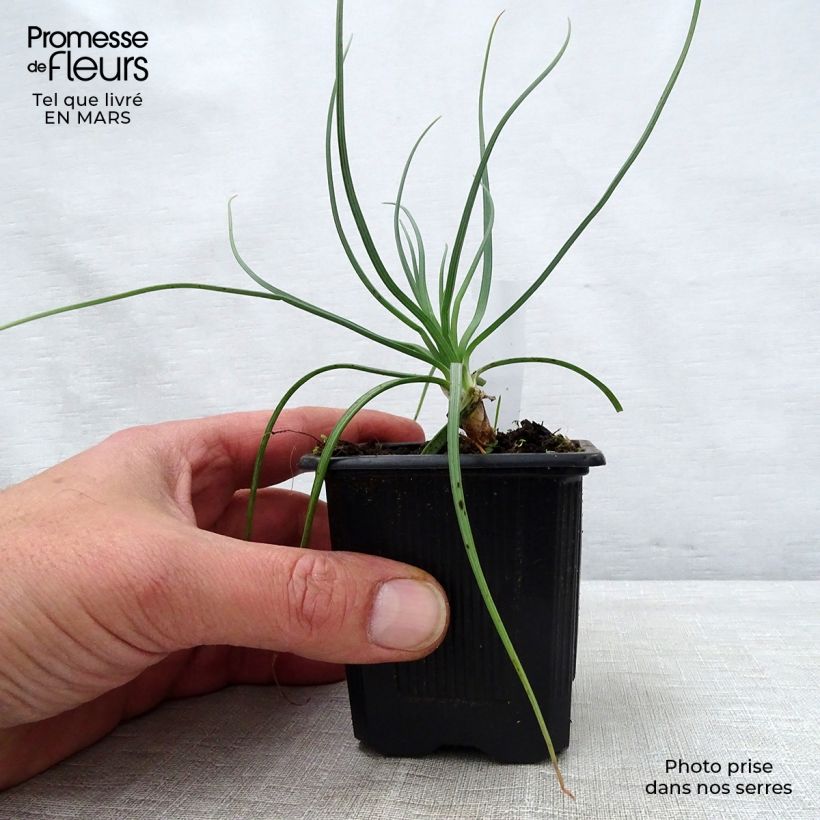 Exemplar von Asphodeline lutea - Große Affodeline Kleine Töpfe von 7/8 cm wie im Frühjahr geliefert