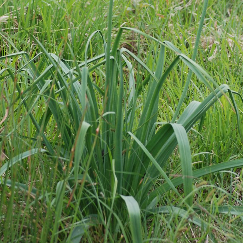 Asphodelus albus - Weißer Affodill (Foliage)