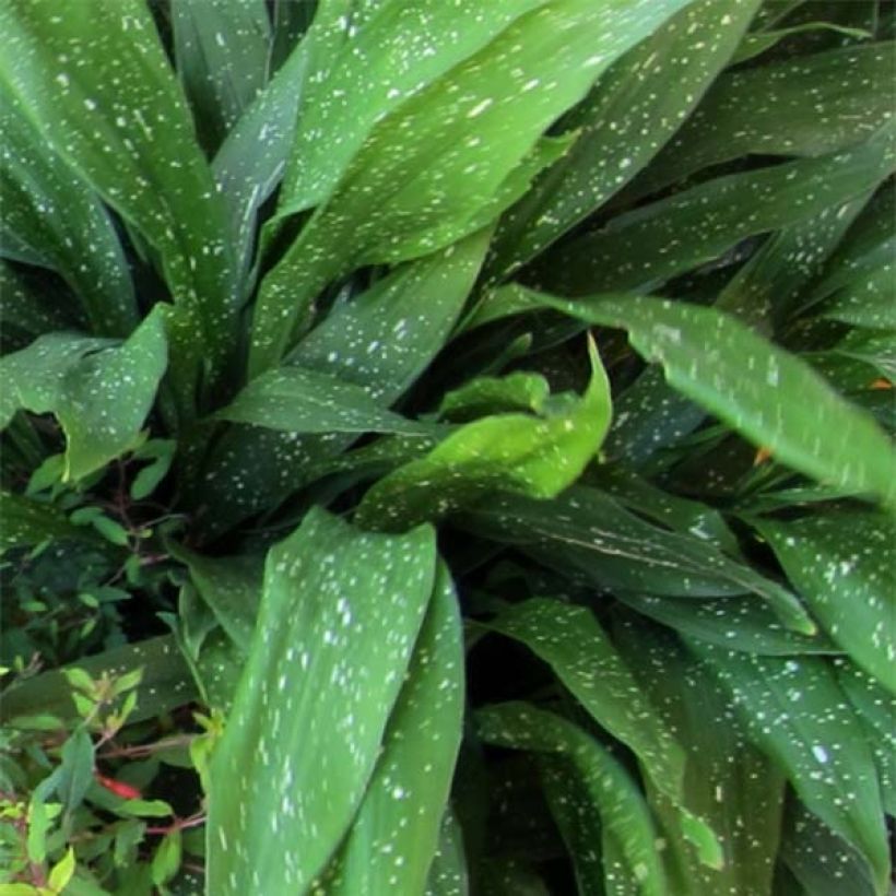 Aspidistra Milky way - Schusterpalme (Foliage)