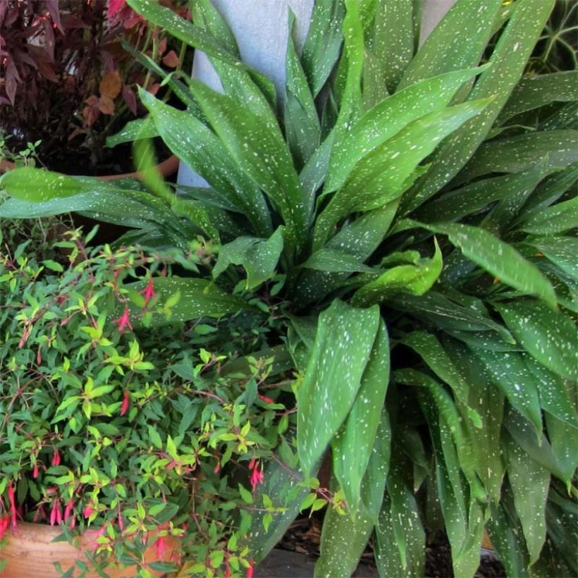Aspidistra Milky way - Schusterpalme (Plant habit)