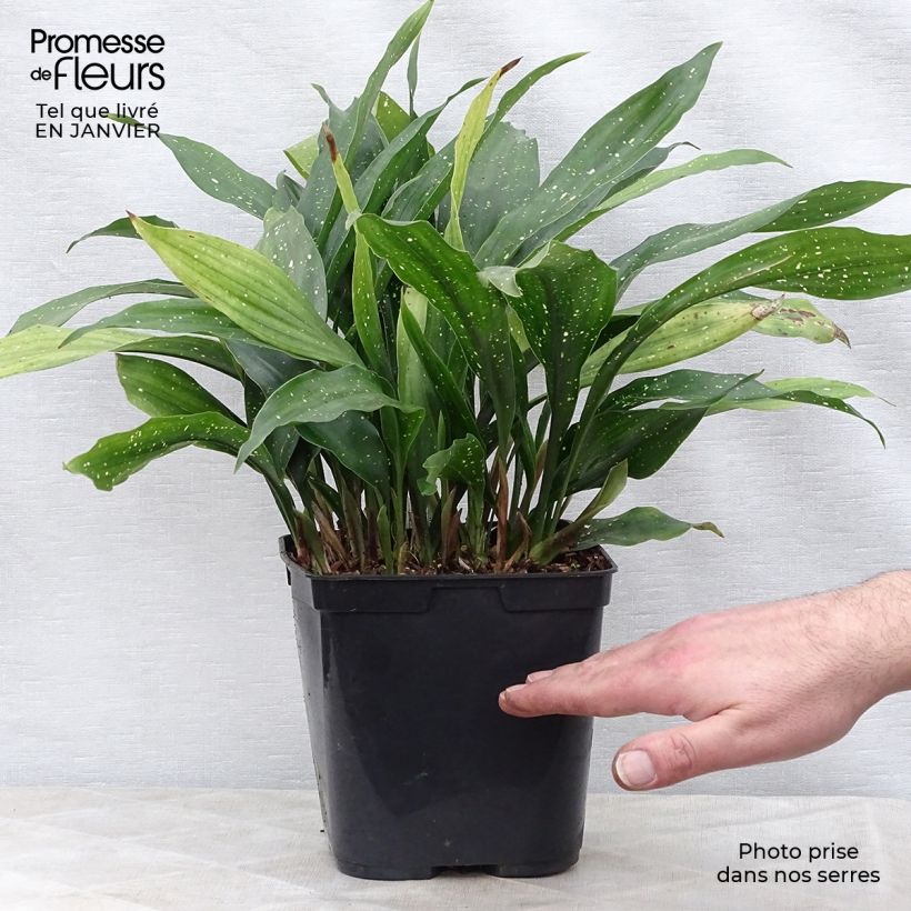 Example of Aspidistra Milky way - Schusterpalme Topf mit 2L/3L as you get in hiver
