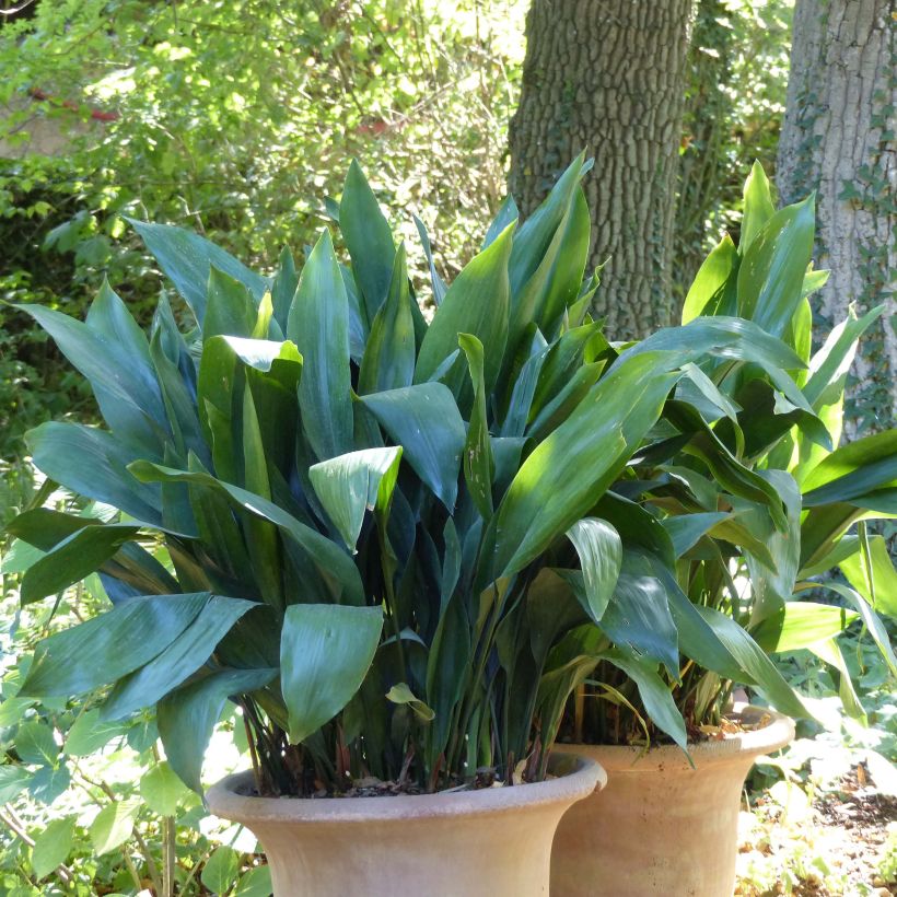 Aspidistra elatior - Schusterpalme (Plant habit)