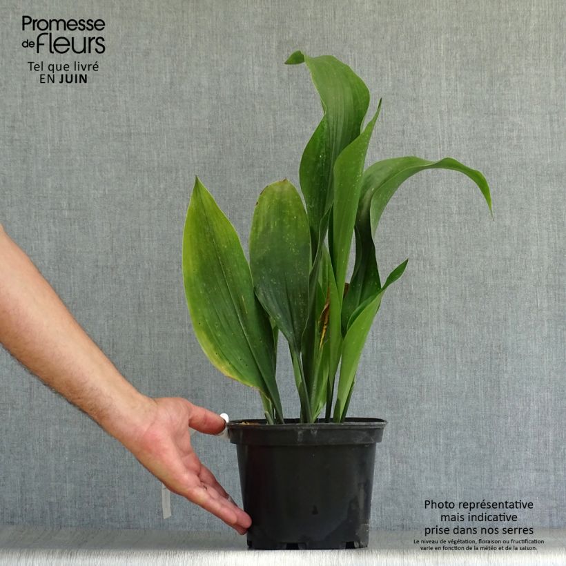 Example of Aspidistra elatior - Schusterpalme Topf mit 2L/3L as you get in ete