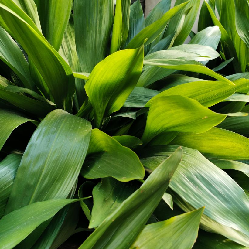 Aspidistra elatior - Schusterpalme (Foliage)