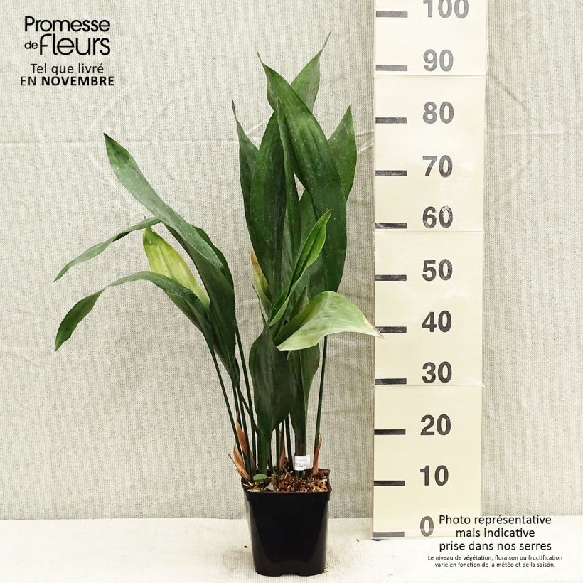 Example of Aspidistra elatior Zebra - Schusterpalme Topf mit 2L/3L as you get in automne