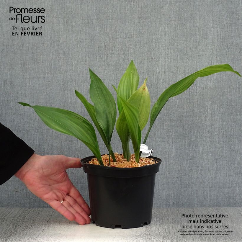 Exemplar von Aspidistra elatior Zebra - Schusterpalme Topf mit 2L/3L wie im Winter geliefert