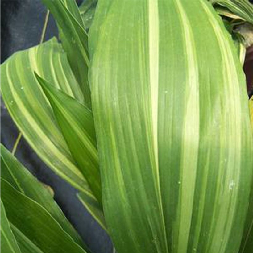 Aspidistra elatior Zebra - Schusterpalme (Foliage)