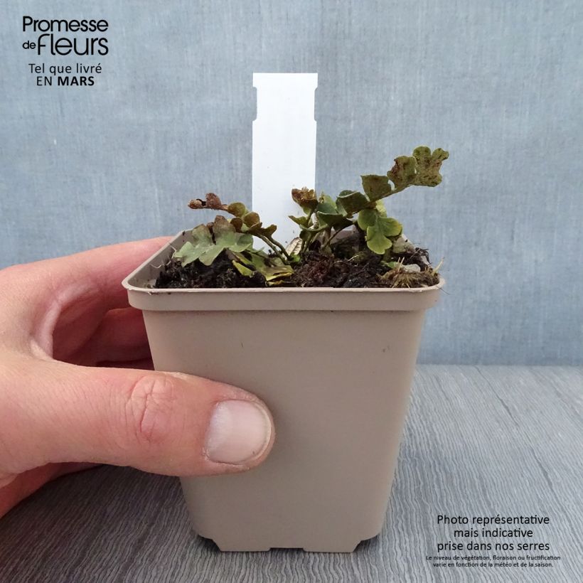 Example of Asplenium ceterach - Schriftfarn Kleine Töpfe von 8/9 cm as you get in printemps