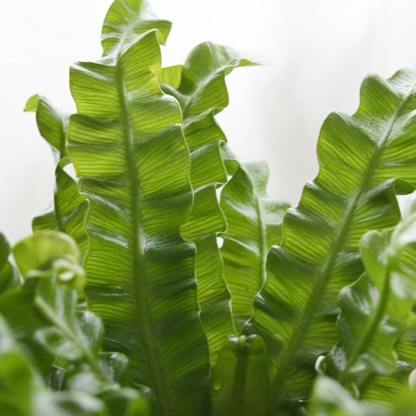 Asplenium nidus Crispy Wave - Vogel-Nestfarn (Laub)