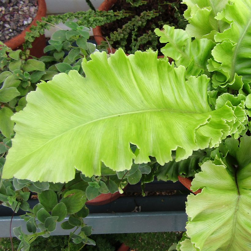 Hirschzungenfarn Bolton’s Nobile - Phyllitis scolopendrium (Foliage)