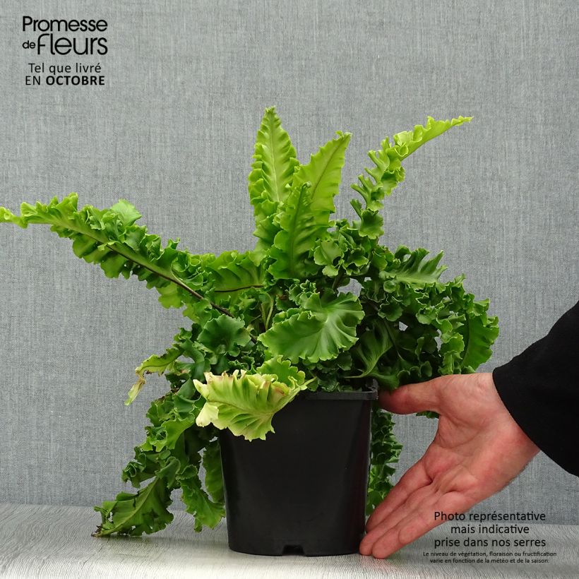Example of Hirschzungenfarn Bolton’s Nobile - Phyllitis scolopendrium Topf mit 2L/3L as you get in automne