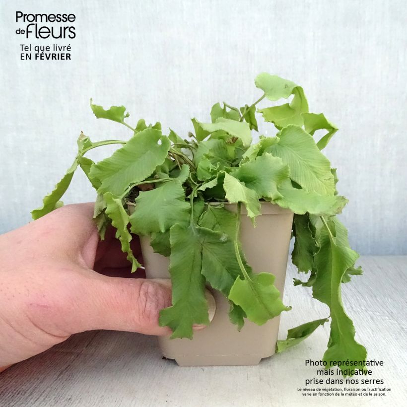 Exemplar von Asplenium scolopendrium Cristatum Group - Hirschzungenfarn Kleine Töpfe von 8/9 cm wie im Winter geliefert