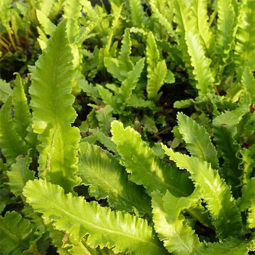 Asplenium scolopendrium Undulatum Angustatum - Hirschzungenfarn (Foliage)