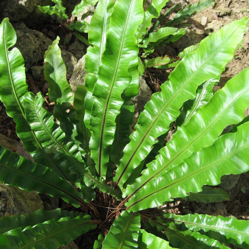 Asplenium scolopendrium Undulatum Group - Hirschzungenfarn (Foliage)