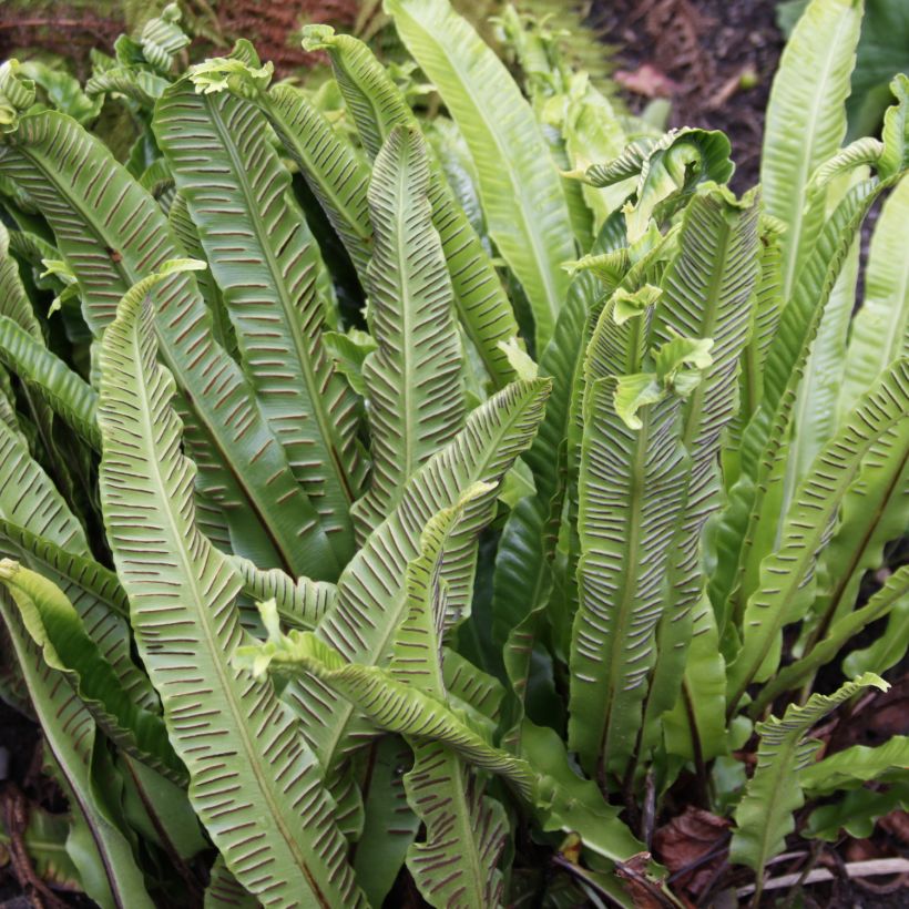 Asplenium scolopendrium Undulatum Group - Hirschzungenfarn (Harvest)