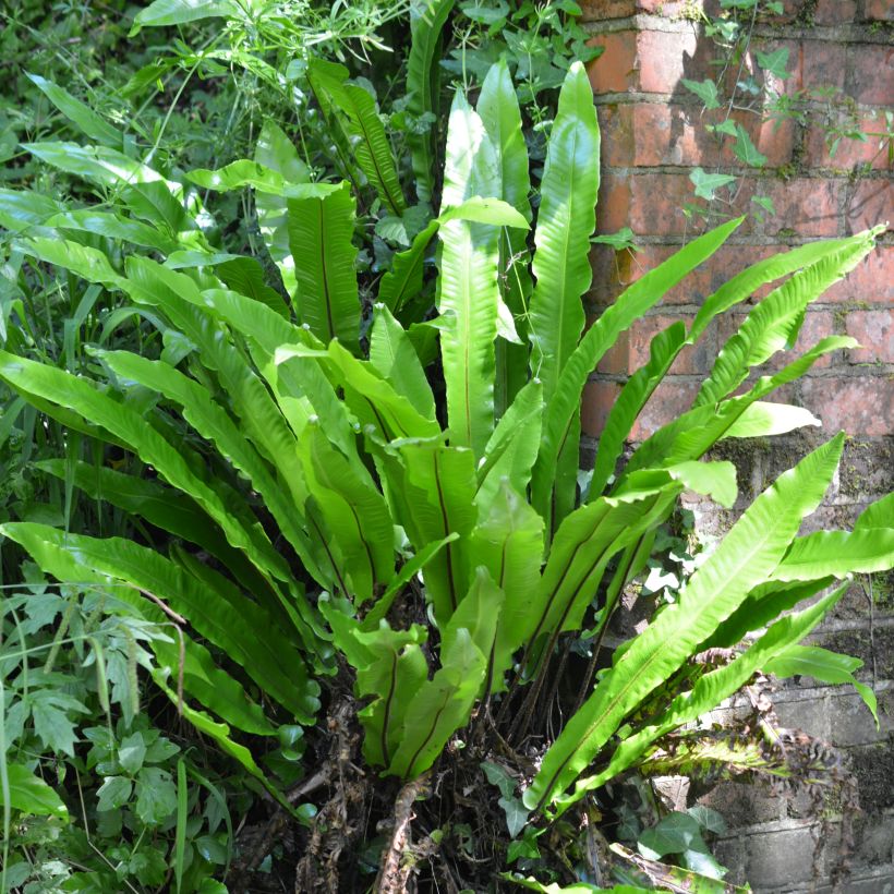 Asplenium scolopendrium Undulatum Group - Hirschzungenfarn (Plant habit)