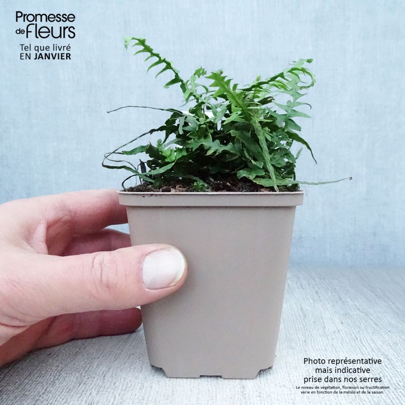 Exemplar von Asplenium ebenoides - Drachenschwanzfarn Kleine Töpfe von 8/9 cm wie im Winter geliefert