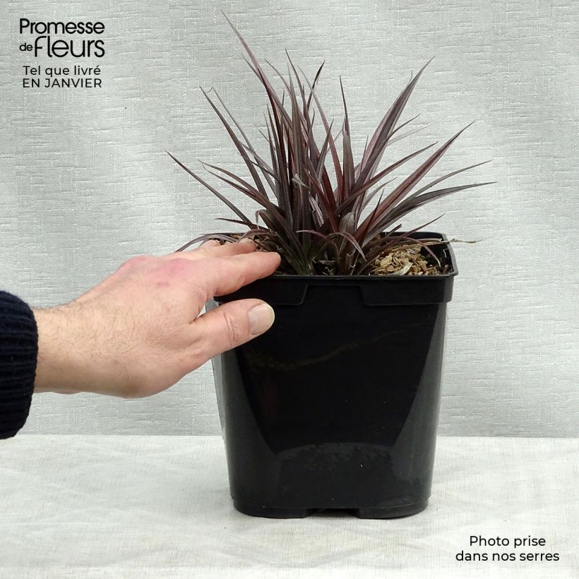 Exemplar von Astelia Red Shadow - Astelie Topf mit 2L/3L wie im Winter geliefert