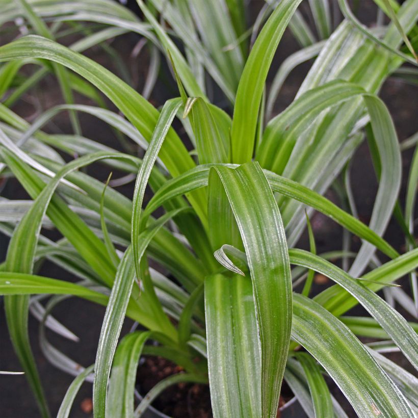 Astelia chathamica Silver Shadow - Astelie (Plant habit)