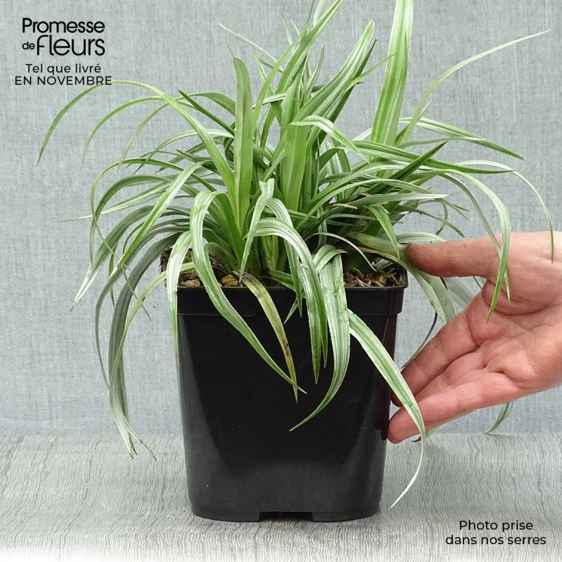 Example of Astelia chathamica Silver Shadow - Astelie Topf mit 2L/3L as you get in automne