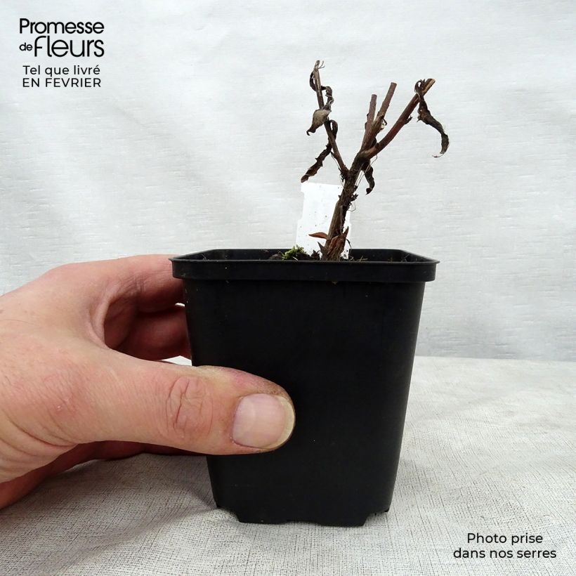 Exemplar von Aster JS Bart's Blue Beauty Kleine Töpfe von 8/9 cm wie im Winter geliefert