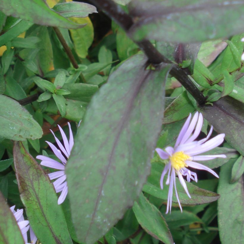 Aster laevis Calliope - Glatte Aster (Foliage)