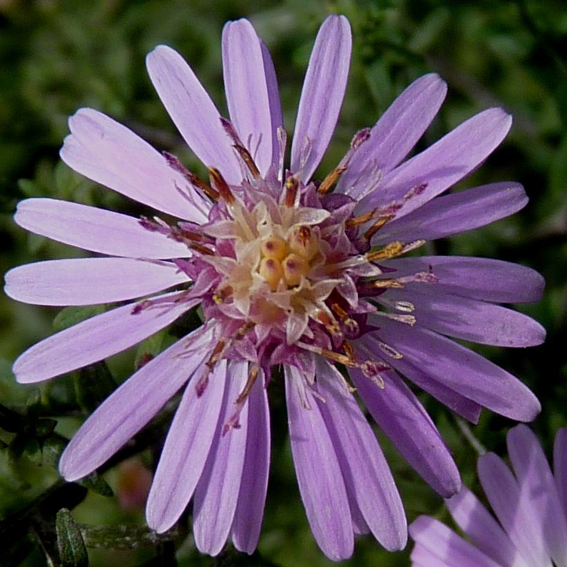 Aster lateriflorus Coombe Fishacre - Herbstaster (Flowering)