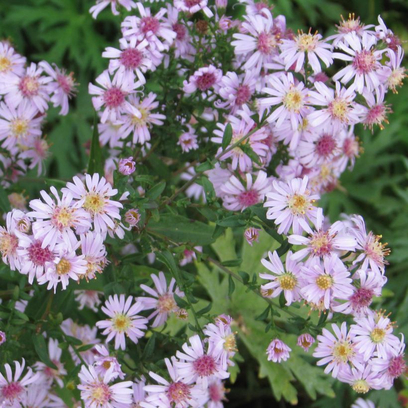 Aster lateriflorus Coombe Fishacre - Herbstaster (Plant habit)