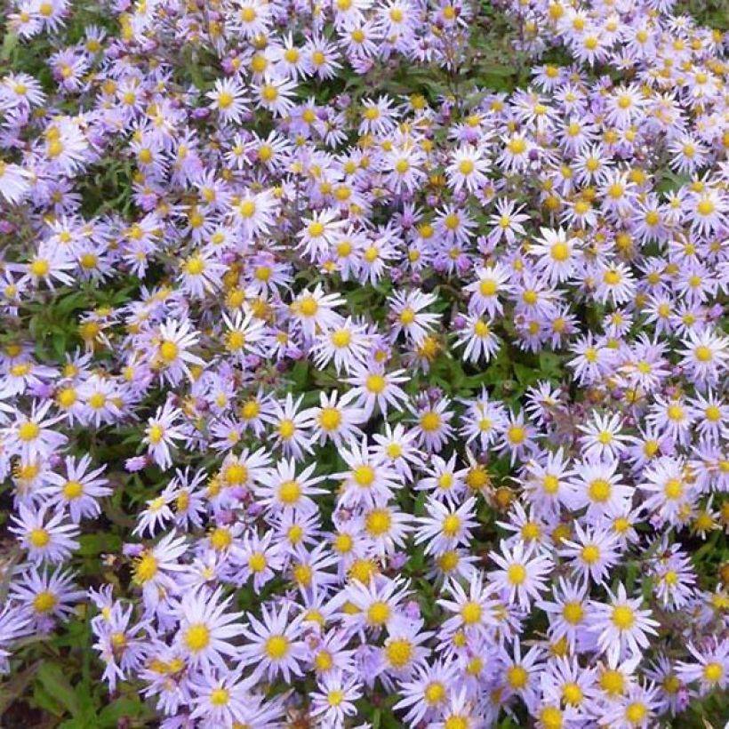 Aster ageratoides Eleven purple - Ageratum-ähnliche Aster (Flowering)