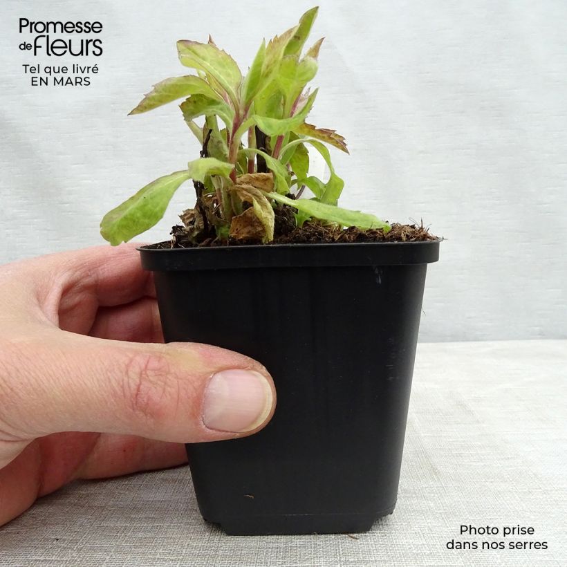 Exemplar von Aster ageratoides Eleven purple - Ageratum-ähnliche Aster Kleine Töpfe von 8/9 cm wie im Frühjahr geliefert