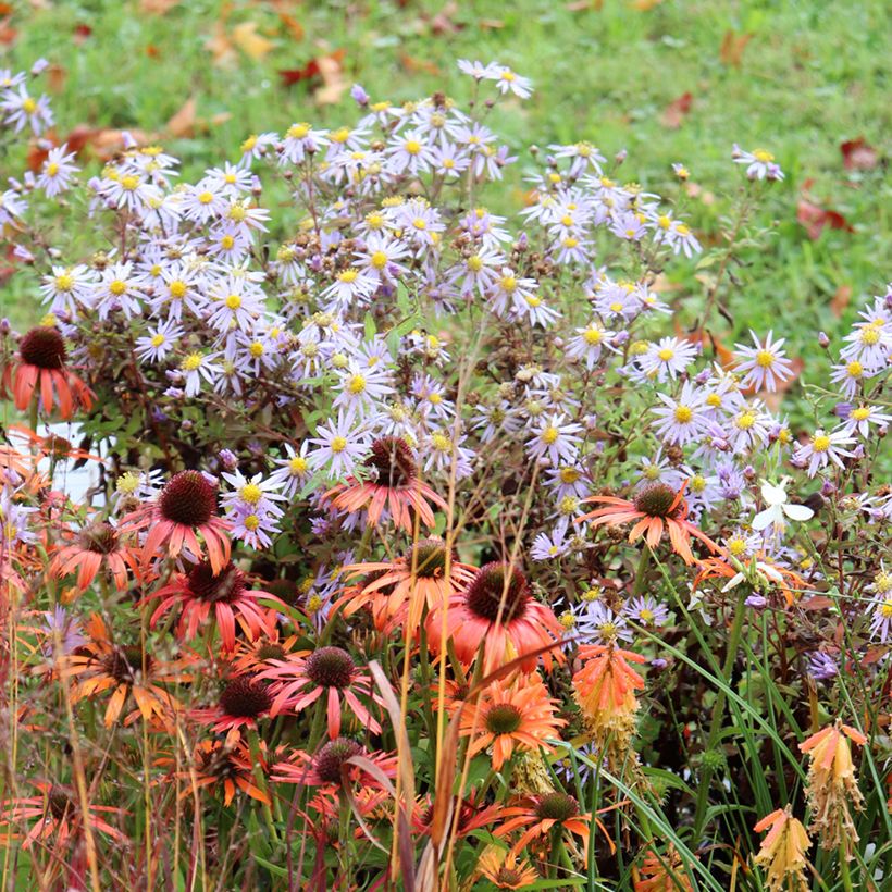 Aster ageratoides Eleven purple - Ageratum-ähnliche Aster (Plant habit)