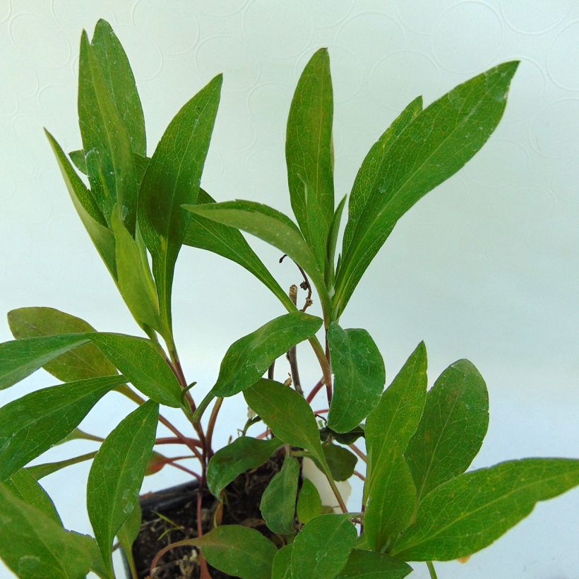 Aster ericoïdes Herfstweelde - Myrten Aster (Foliage)