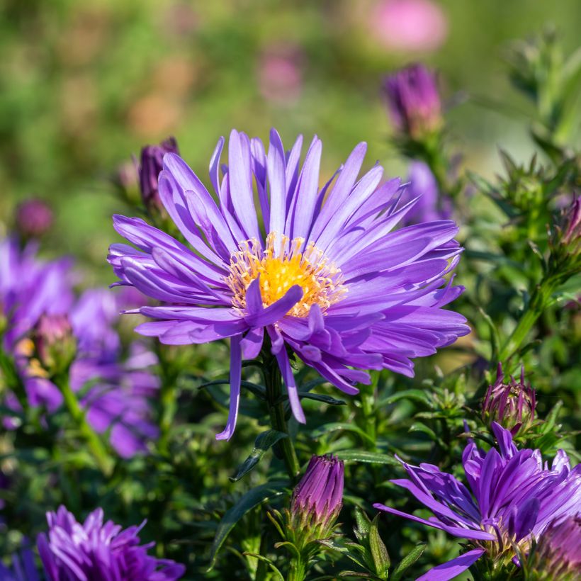 Aster ericoïdes Herfstweelde - Myrten Aster (Flowering)