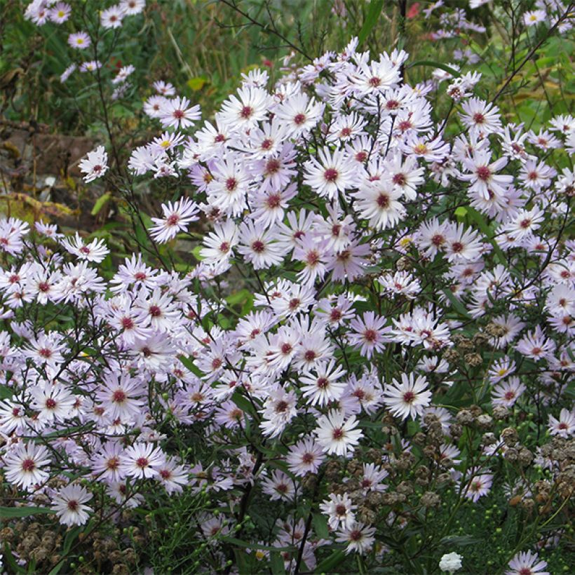 Aster Le Vasterival (Flowering)