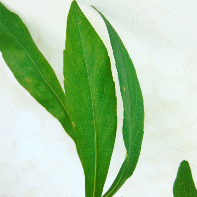 Aster Le Vasterival (Foliage)
