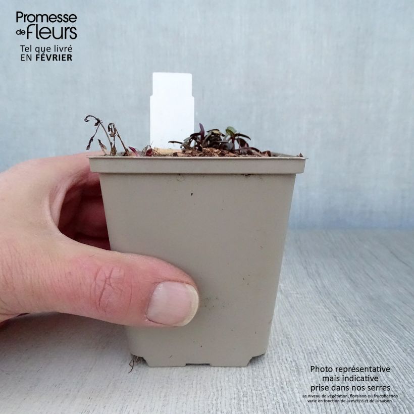 Exemplar von Aster Le Vasterival Kleine Töpfe von 8/9 cm wie im Winter geliefert