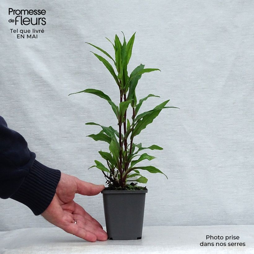 Exemplar von Aster novi-belgii Fellowship - Glattblatt-Aster Kleine Töpfe von 8/9 cm wie im Frühjahr geliefert