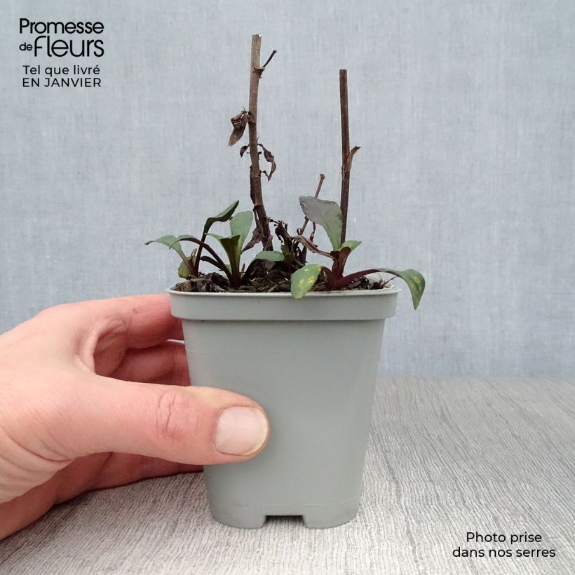 Exemplar von Aster novi-belgii Fellowship - Glattblatt-Aster Kleine Töpfe von 8/9 cm wie im Winter geliefert