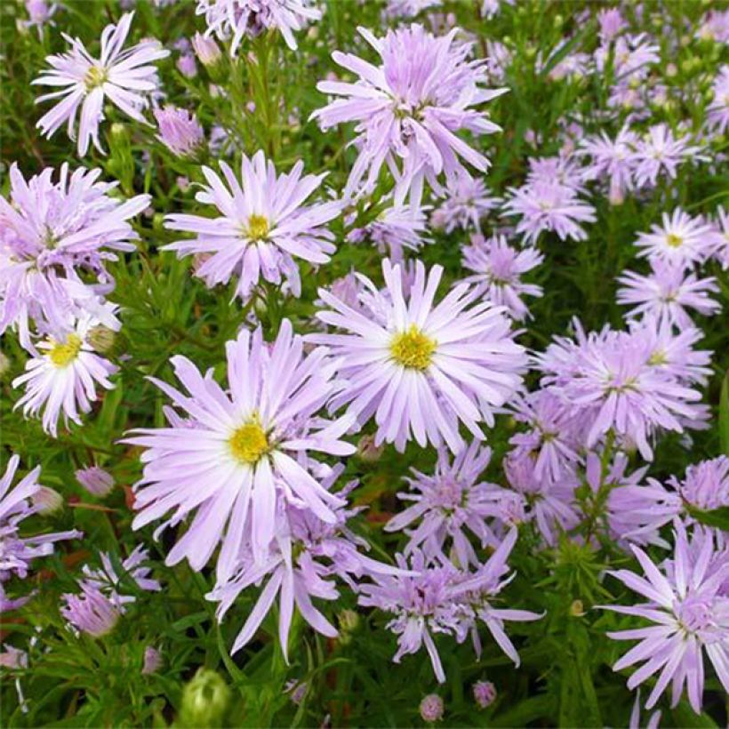 Aster novi-belgii Rosenquarz - Glattblatt-Aster (Flowering)