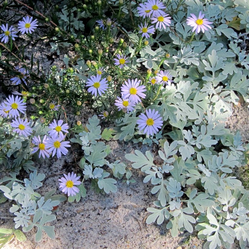 Aster linariifolius (Plant habit)